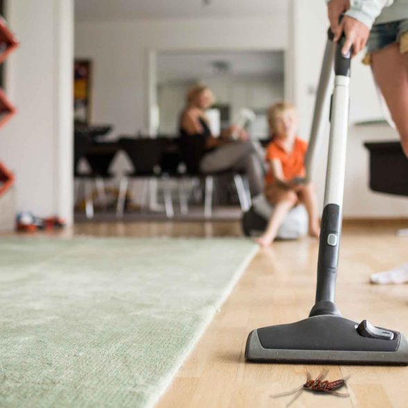 Acaba con las cucarachas, hormigas y otros insectos